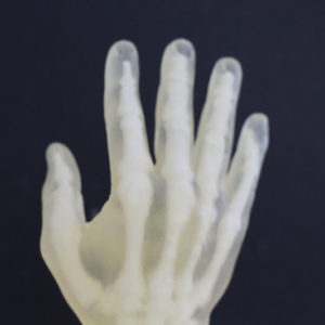 3D Printed Skeletal Hand